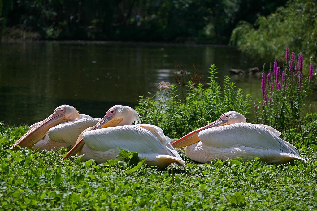 Zoo Schmiding 041.jpg